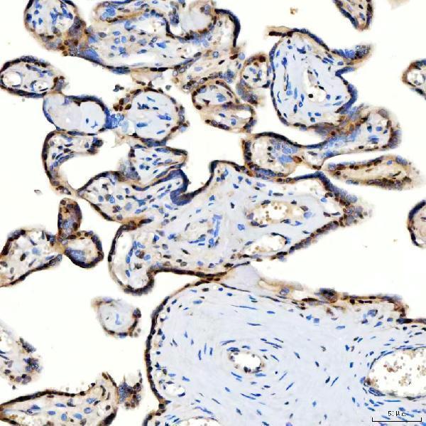 a07728 snrpc primary antibodies ihc testing 7