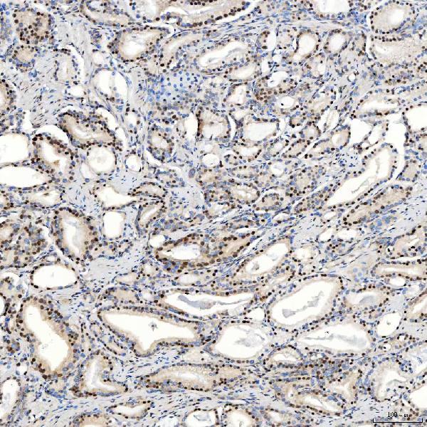 a07728 snrpc primary antibodies ihc testing 8