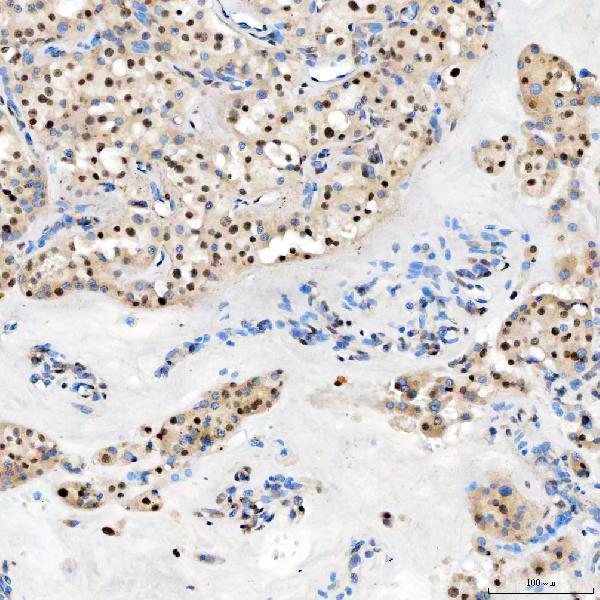 a07728 snrpc primary antibodies ihc testing 9