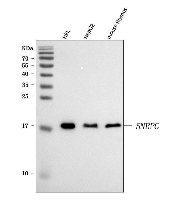 a07728 snrpc primary antibodies wb testing 1