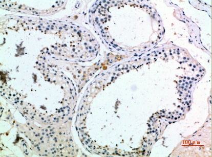a07730 pmch primary antibodies ihc testing 1