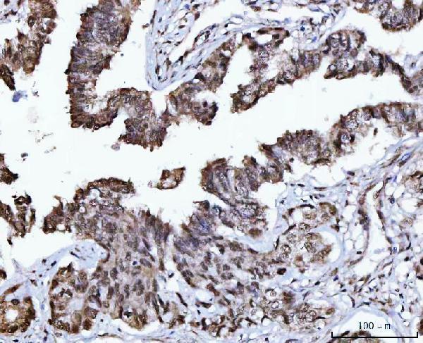  IHC analysis of USP26 using anti-USP26 antibody (A07732-1)