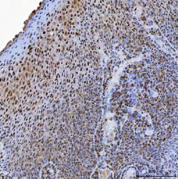  IHC analysis of USP26 using anti-USP26 antibody (A07732-1)