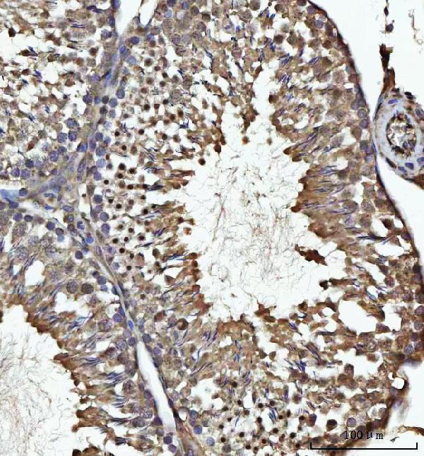 a07732 1 usp26 primary antibodies ihc testing 4