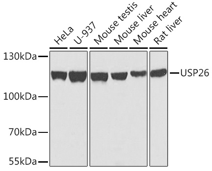 a07732 usp26 primary antiboties wb testing 1