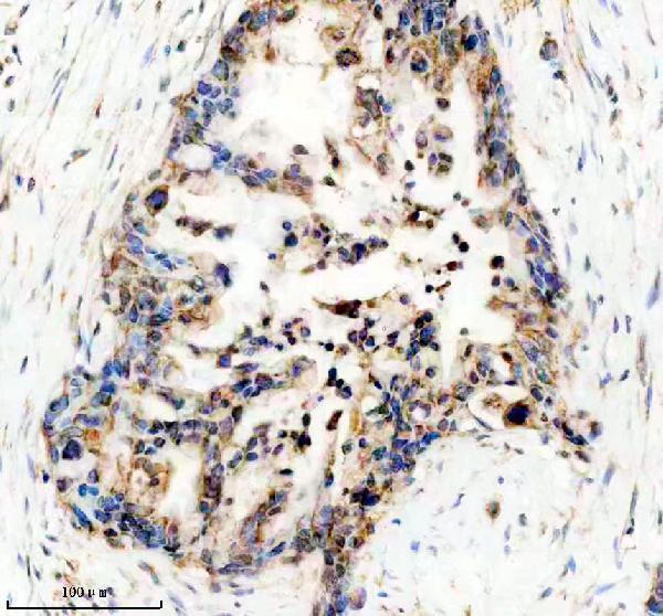 a07737 1 ube2w primary antibodies ihc testing 3