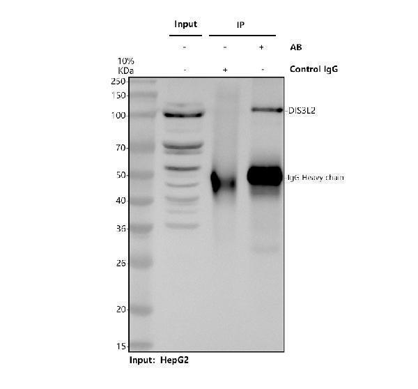 Immunoprecipitating DIS3l2 in HepG2 whole cell lysate