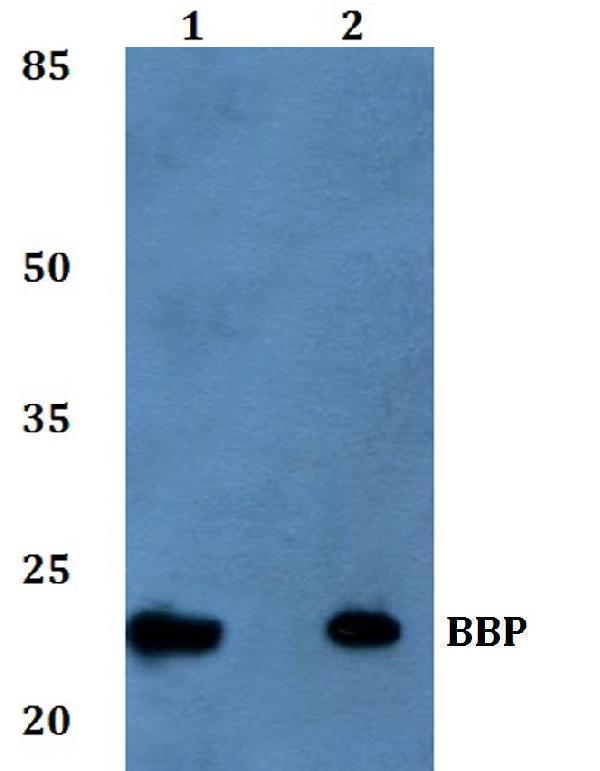 Western blot (WB) analysis of BBP polyclonal antibody at 1:500 dilution
Lane1:MCF-7 whole cell lysate
Lane2:Mouse kidney tissue lysate
