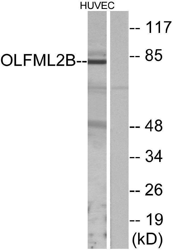 a07745 olfm1 primary antibodies wb testing 3
