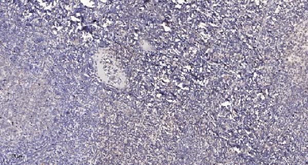 Immunohistochemical analysis of paraffin-embedded human tonsil