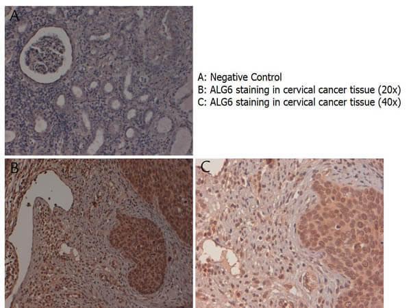 a07747 alg6 primary antibodies ihc testing 1
