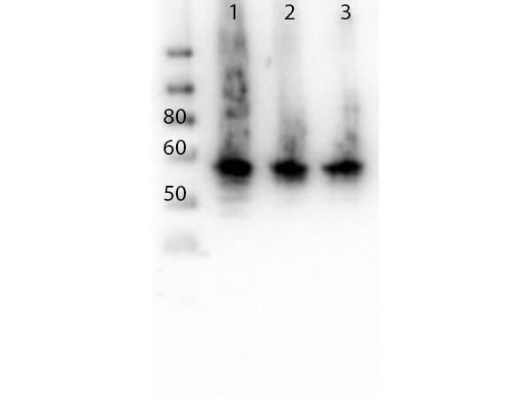 a07747 alg6 primary antibodies wb testing 2