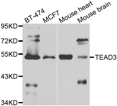 a07748 tead3 primary antiboties wb testing 1