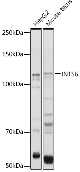Western blot analysis of extracts of various cell lines, using INTS6 antibody  at 1:1000 dilution