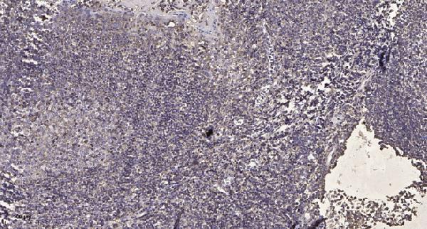 Immunohistochemical analysis of paraffin-embedded human tonsil