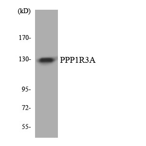 Western blot analysis of the lysates from HT-29 cells using PPP1R3A antibody