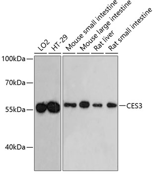 a07756 ces3 primary antiboties wb testing 1