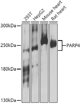 a07757 parp4 primary antiboties wb testing 1