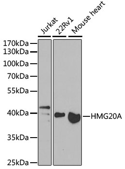 a07758 hmg20a primary antiboties wb testing 1