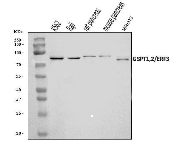  Western blot analysis of GSPT1,2 using anti-GSPT1,2 antibody (A07761-2)