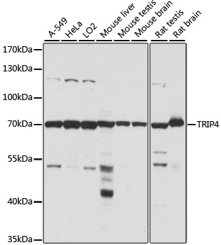 Western blot analysis of extracts of various cell lines, using TRIP4 antibody  at 1:1000 dilution