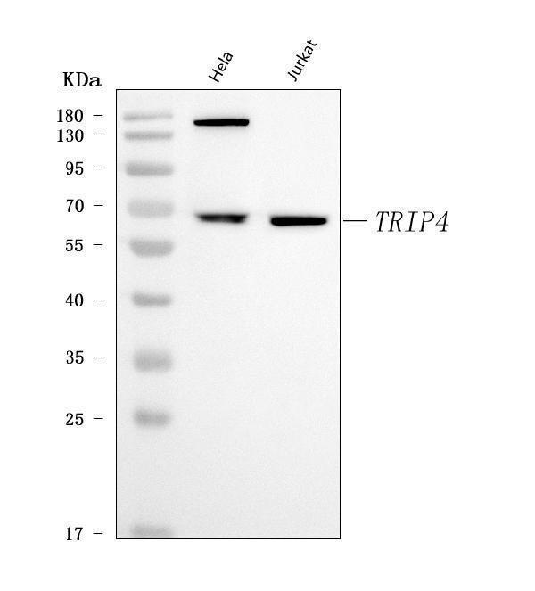  Western blot analysis of ASC1/TRIP4 using anti-ASC1/TRIP4 antibody (A07762-2)