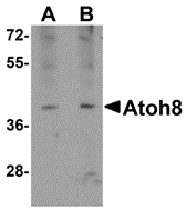 Western blot analysis of ATOH8 in A-20 cell lysate with ATOH8 antibody at (A) 1 and (B) 2 μg/mL