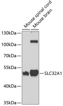 a07775 slc32a1 primary antiboties wb testing 1