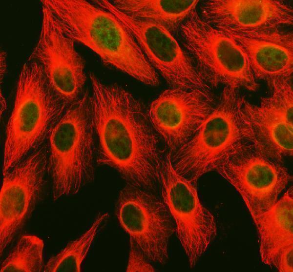 IF analysis of PPM1F using anti-PPM1F antibody (A07776-1) and anti-Tubulin Alpha antibody (M03989-3)