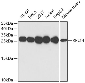 Western blot analysis of extracts of various cell lines, using RPL14 antibody  at 1:1000 dilution