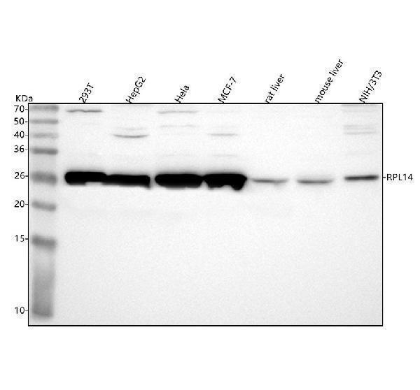  Western blot analysis of RPL14 using anti-RPL14 antibody (A07781-2)