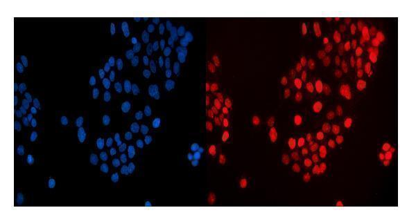 a07784 2 maff primary antibodies if testing 5