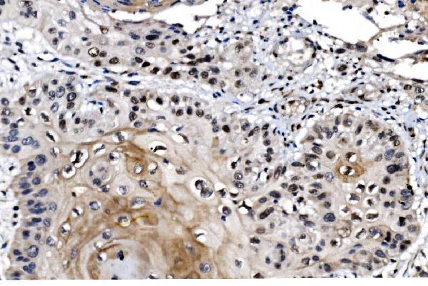  IHC analysis of MAFF using anti-MAFF antibody (A07784-2)