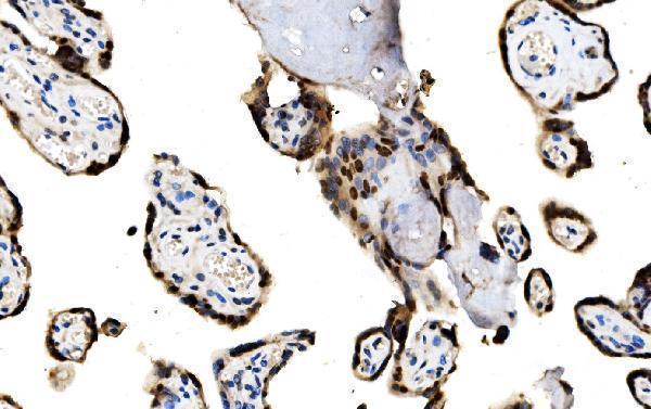  IHC analysis of MAFF using anti-MAFF antibody (A07784-2)