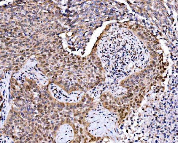 a07784 2 maff primary antibodies ihc testing 4
