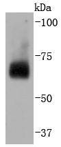Western blot analysis of CDC40 on Hela cells lysates using anti-CDC40 antibody at 1/2,000 dilution