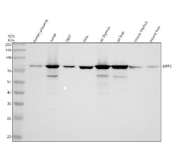 Western blot analysis of DPP3 using anti-DPP3 antibody (A07788-1)