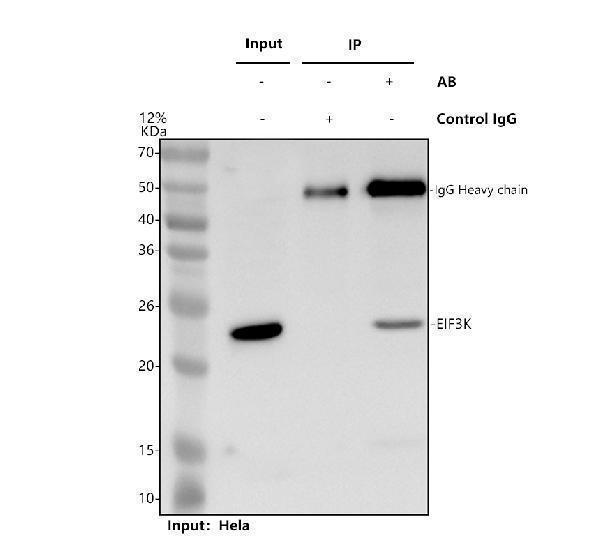 a07789 3 eif3k primary antibodies ip testing 1
