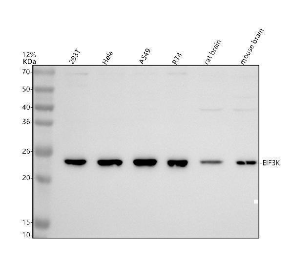 Western blot analysis of EIF3K using anti-EIF3K antibody (A07789-3)