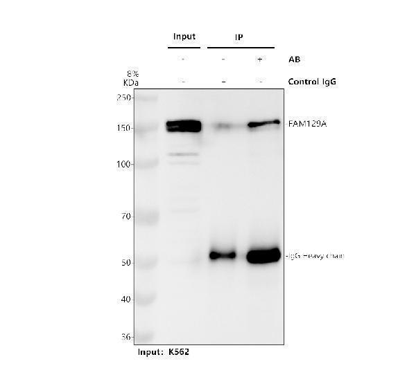 Immunoprecipitating FAM129A/NIBAN1 in K562 whole cell lysate