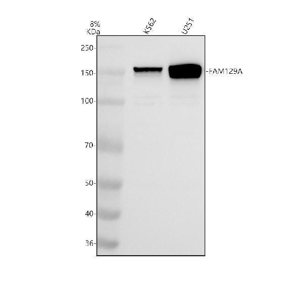 Western blot analysis of FAM129A/NIBAN1 using anti-FAM129A/NIBAN1 antibody (A07791-3)