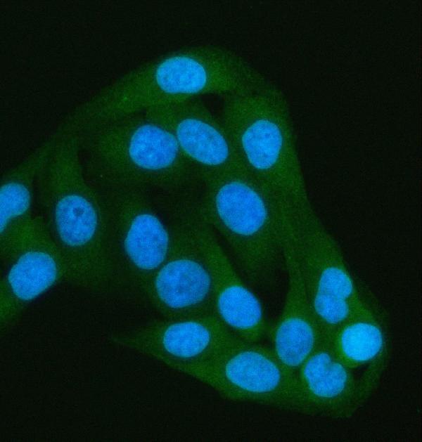 a07792 2 paip1 primary antibodies if testing 4