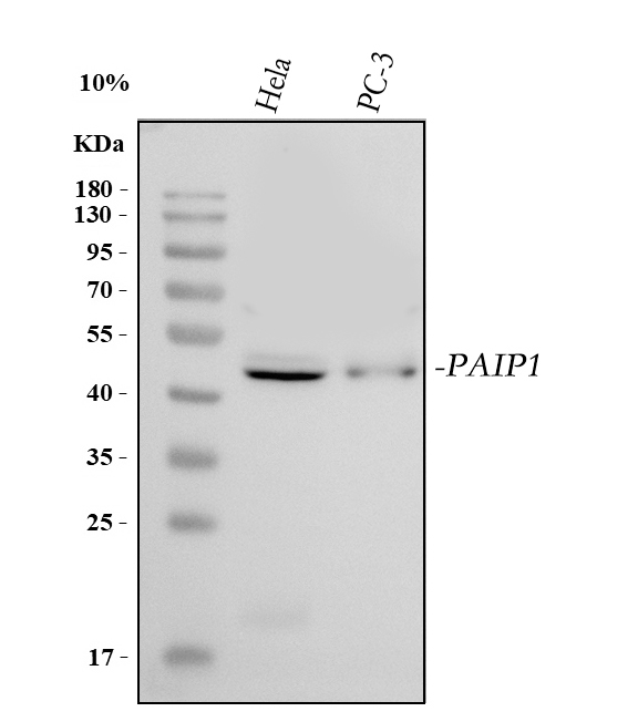 a07792 2 paip1 primary antibodies wb testing 1