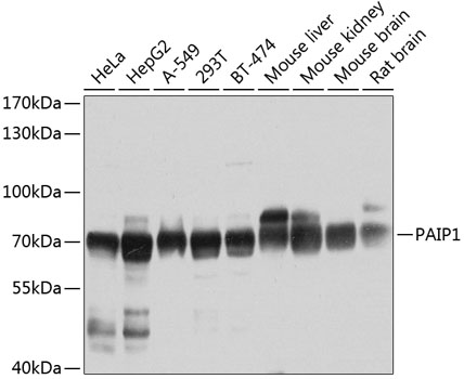 a07792 paip1 primary antiboties wb testing 1