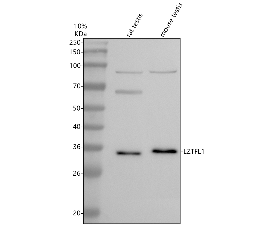 a07794 lztfl1 primary antibodies wb testing 1