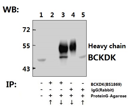 Immunoprecipitation of HEK293T cell lysate using BCKDK (E41) pAb (Sepharose Bead Conjugate) #BD0048(lane 2 and lane 3) and Nonspecific IgG Control (Sepharose Bead Conjugate) #BD0048 (lane 4 and lane 5) 