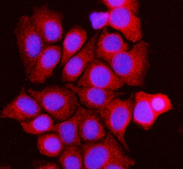 a07798 2 bckdk primary antibodies if testing 8