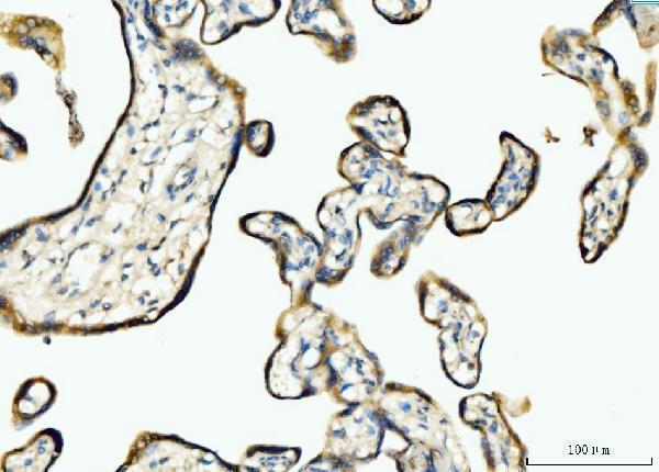 a07798 2 bckdk primary antibodies ihc testing 7