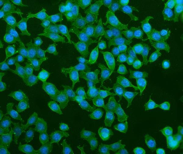 a07800 1 pde6a primary antibodies if testing 4