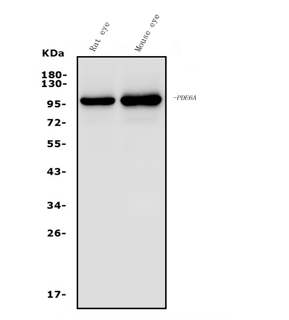 a07800 1 pde6a primary antibodies wb testing 1